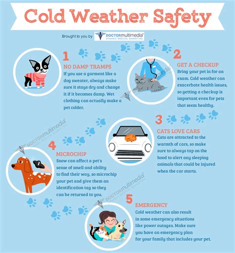 10 Cold Weather Pet Safety Tips Premier Veterinary Hospital