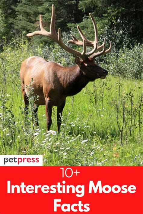 10 Fascinating Facts About Moose 10 Fascinating Facts About Moose