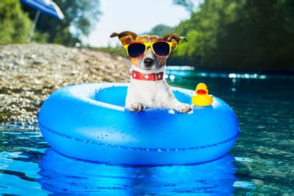 10 Important Tips From Penn Vet To Keep Pets Healthy This Summer Canine Chronicle 10 Important Tips From Penn Vet To Keep Pets Healthy This Summer Canine Chronicle