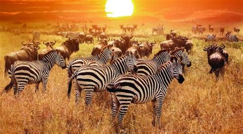 10 Interesting Facts About Kenya