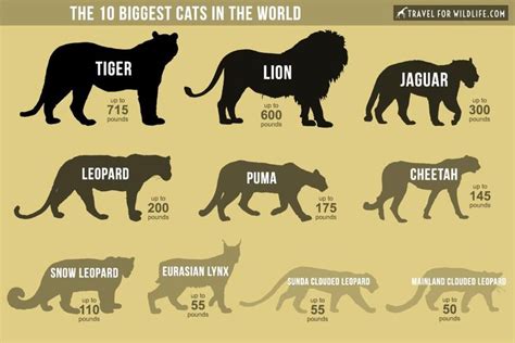 10 Of The World S Best Big Cat Adventures