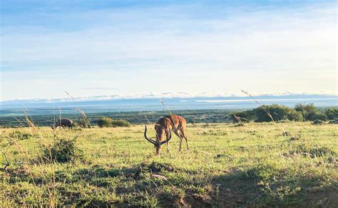 12 Interesting Facts About Kenya Contiki 12 Interesting Facts About Kenya Contiki