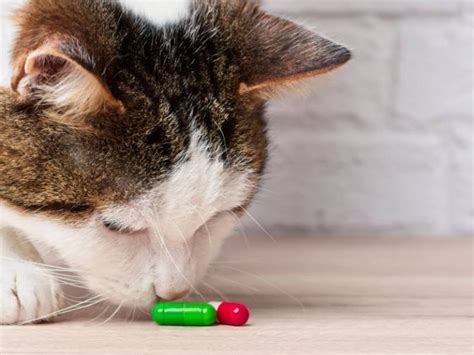 13 Common Cat Anxiety Medications What You Need To Know Cats Com