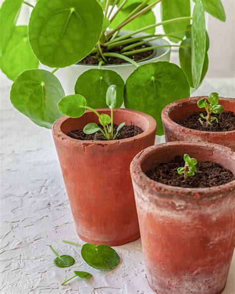 13 Plants That Are Super Easy To Grow From Cuttings