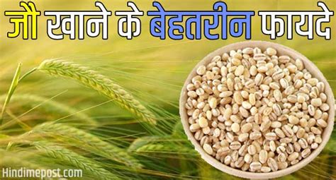 15 Barley In Hindi Meaning