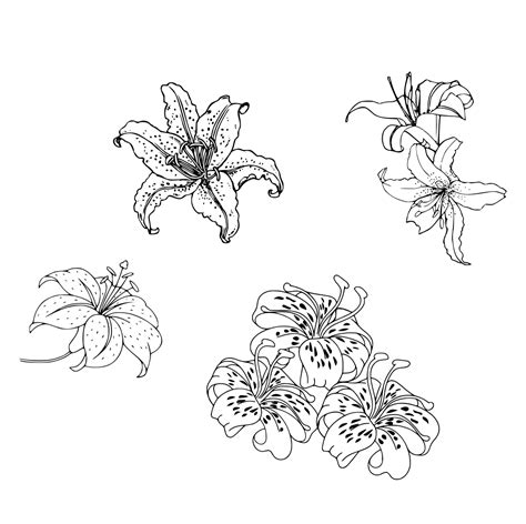 1502 Lilies Ginnungagap Tattoo Designs Drawings Illustration Flowers Plants Trees Flowers Flowers I Z Lilies Tiger Lilies Artpal