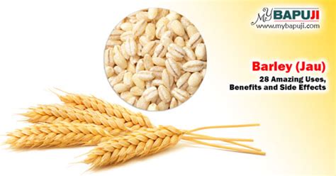 28 Benefits Of Barley Jau In Hindi Mybapuji