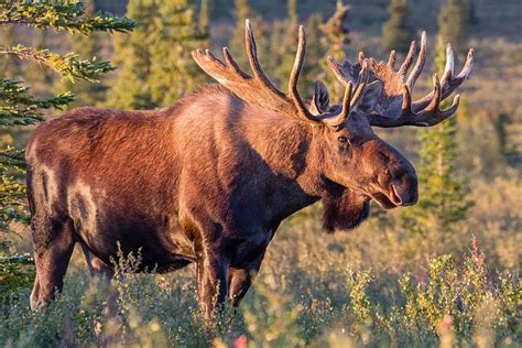 35 Amazing Moose Facts 35 Amazing Moose Facts
