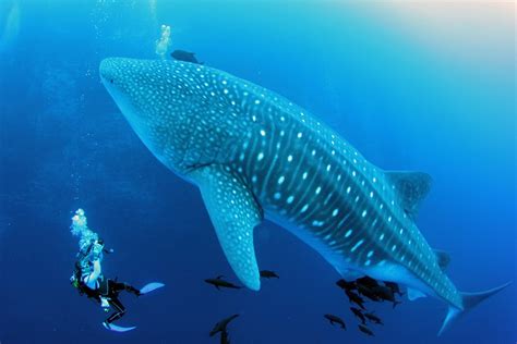 5 Best Destinations For Swimming With Whale Sharks Padi