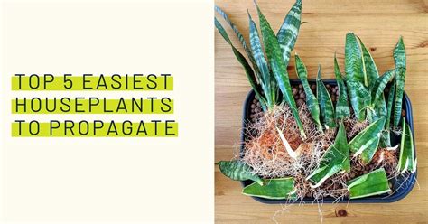 5 Easy Houseplants To Propagate