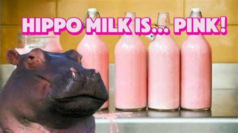 5 Hippo Secrets That Will Make You Go Wow Youtube