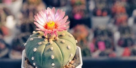 5 Spineless Cactus Varieties Safe For Homes With Pets And Kids