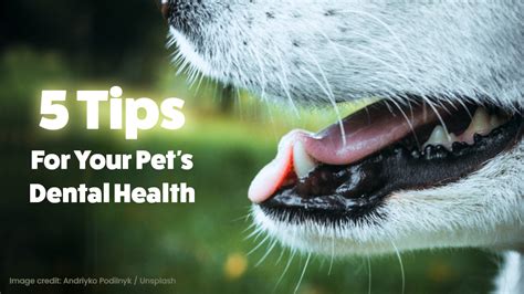 5 Tips For Your Pet S Dental Health Shuler Veterinary Clinic