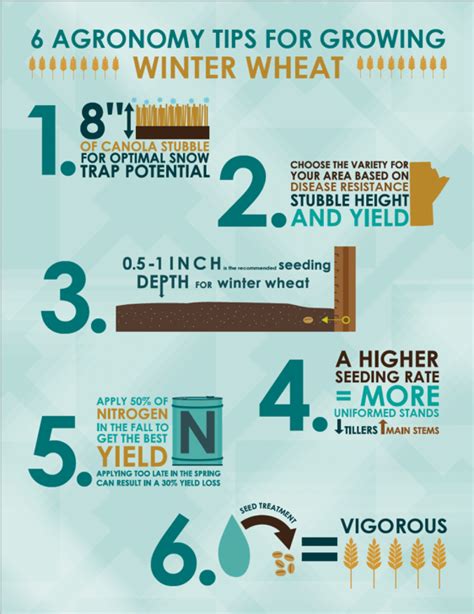6 Tips For Managing Early Winter Wheat 6 Tips For Managing Early Winter Wheat