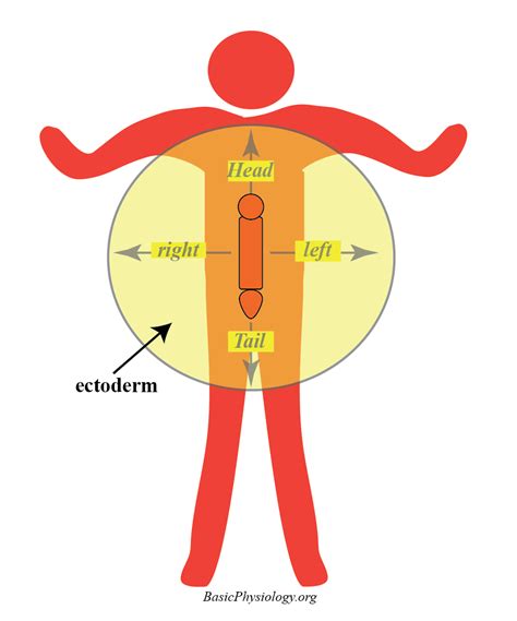 A 1 1 What Is Physiology Basicphysiology Org