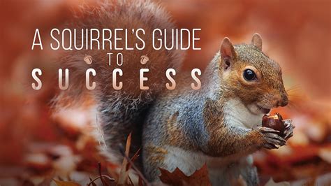 A Squirrel S Guide To Success
