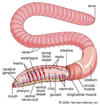 Annelid Circulatory System Definition Structure Function Video