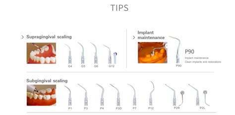 Application Of The Scaler Tips Jmu Dental