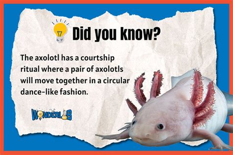 Axolotl Fun Facts Wonderlab