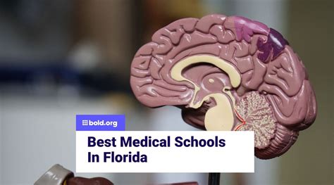 Best 5 Medical Schools In Florida In 2026 Bold Org
