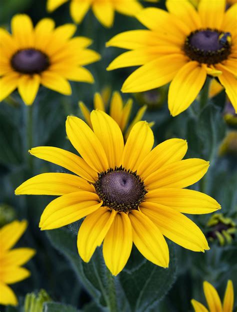 Black Eyed Susan Flower Symbol Gallery Of Flowers Symbols
