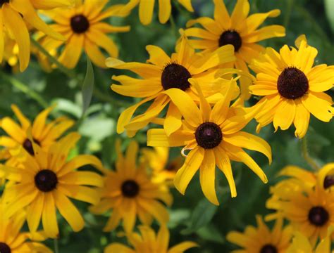 Black Eyed Susans Below A Healed Female Cardinal For Jminehardt23 Made W Flowerhouse Tattoo Flowerhousetattoo Blackeyedsusan Botanicaltattoo Tattoo Colortattoo