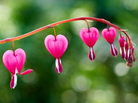 Bleeding Heart Flower By Cat Johnson Tattoonow