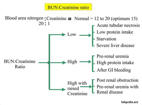 Blood Urea Nitrogen Blood Urea Nitrogen To Creatinine Ratio And Incident Stroke The Dongfeng Tongji Cohort Sciencedirect Blood Urea Nitrogen Blood Urea Nitrogen To Creatinine Ratio And Incident Stroke The Dongfeng Tongji Cohort Sciencedirect