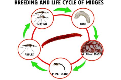 Bloodworms Profile Life Cycle And Culture Guide Shrimp And Snail Breeder Bloodworms Profile Life Cycle And Culture Guide Shrimp And Snail Breeder