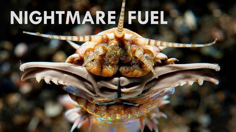 Bobbit Worms Pure Nightmare Fuel Bobbit Worms Pure Nightmare Fuel