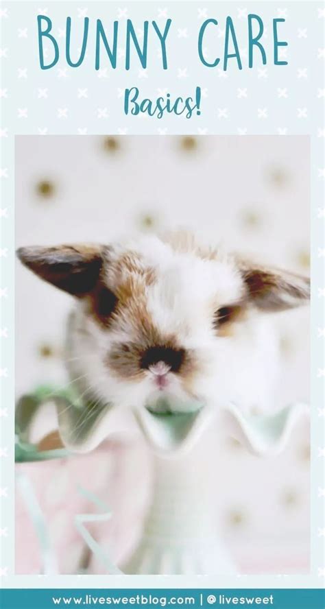 Bunny Care Basics Artofit Bunny Care Basics Artofit