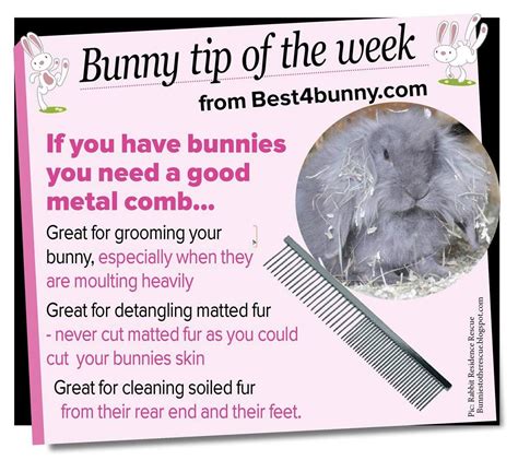 Bunny Care Guide Quick Easy Bunny Care Information Artofit Bunny Care Guide Quick Easy Bunny Care Information Artofit