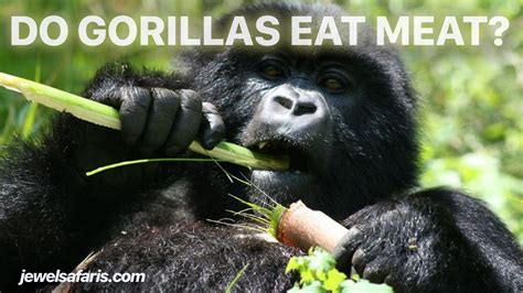 Can Gorillas Eat Meat Observe Reliable Can Gorillas Eat Meat Helpful Tools Anytime Modern Content Available Official Website Technical Support For All Users