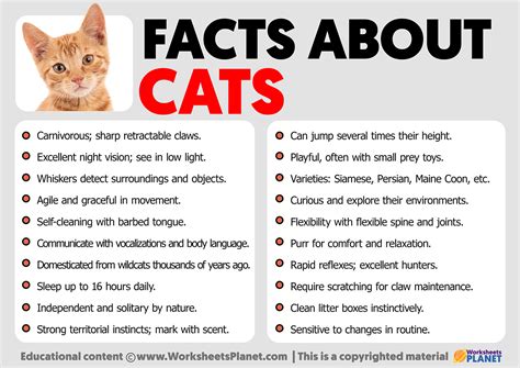 Cat Breed Cat Lovers 5 Facts About Cats 101 Interesting Cat Facts And 101 Cute Funny