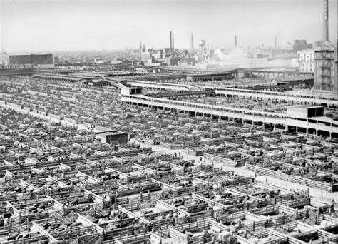 Chicago Stock Yards History