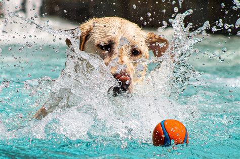 Cooler Heads Prevail New Research Reveals Best Way To Prevent Dogs From Overheating Cooler Heads Prevail New Research Reveals Best Way To Prevent Dogs From Overheating