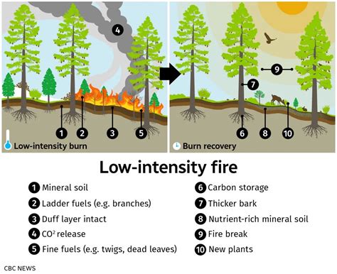 Cultural Burns And Sustainability