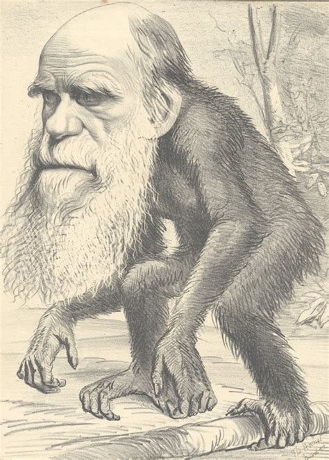 Darwin Online Caricatures Of Evolution