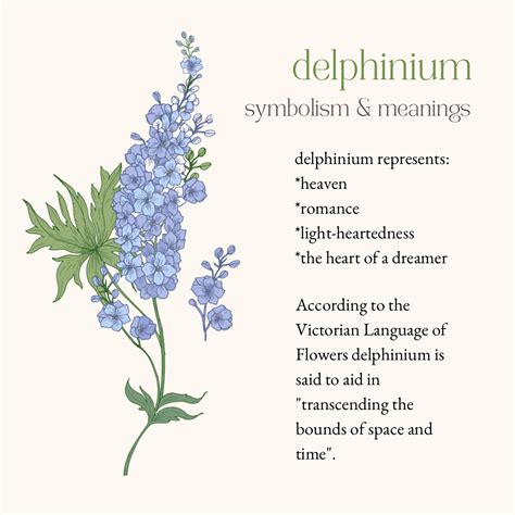 Delphinium Meanings Symbolism