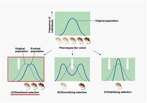 Directional Selection