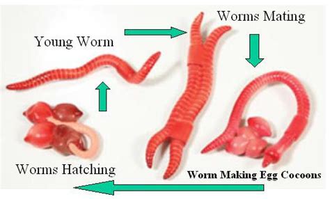 Worms Have Blood