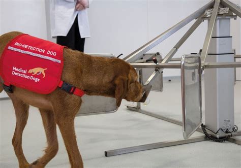 Dogs Are Teaching Machines To Sniff Out Cancer The Scientist