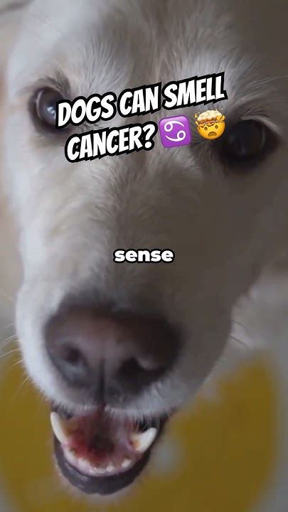 Dogs Can Sniff Out Cancer Facts Dogs Science Youtube