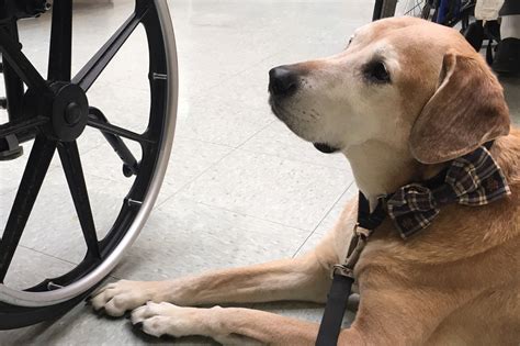 Dogs Sniff Out Prostate Cancer