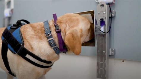 Dogs Team Up With Ai To Sniff Out Cancer Robert Goldman Md Do Phd