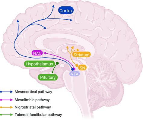 Dopamine Pathways In The Brain Dopamine Pathways In The Brain