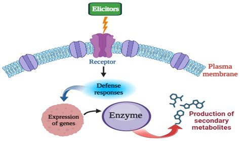 Effective Biotic Elicitors For Augmentation Of Secondary Metabolite Production In Medicinal Plants