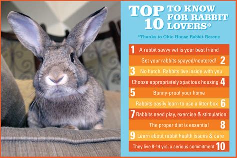 Essential Bunny Care Top 10 Tips For New Rabbit Caregivers Essential Bunny Care Top 10 Tips For New Rabbit Caregivers