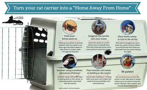 Feline Medical Center Important Tips