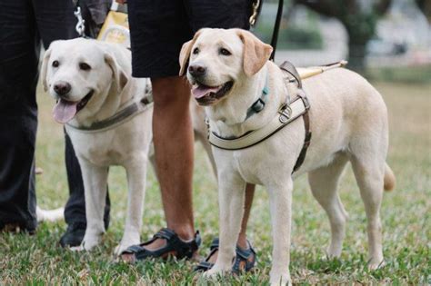 For Public Guide Dogs Singapore Ltd Gds For Public Guide Dogs Singapore Ltd Gds